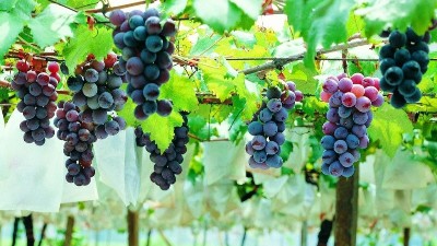 葡萄萌芽期容易出現(xiàn)的4個(gè)誤區(qū)，一定要避開(kāi)！