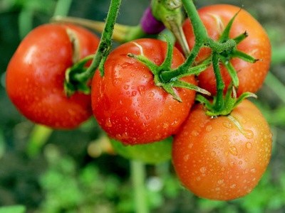 為什么肥料里面有“腐殖酸”效果就好?