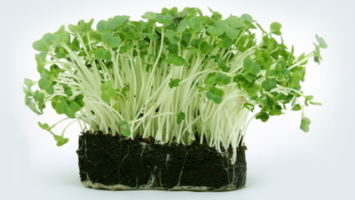 什么時(shí)候施用腐植酸水溶肥效果會(huì)更好？