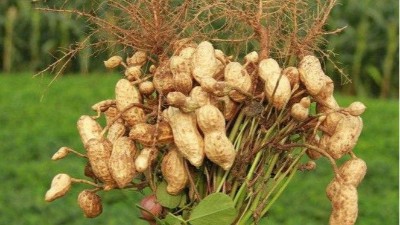 花生出現(xiàn)黃葉的原因及解決措施
