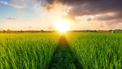 9大生長(zhǎng)調(diào)節(jié)劑與磷酸二氫鉀的混配用法!效果果然很神奇!