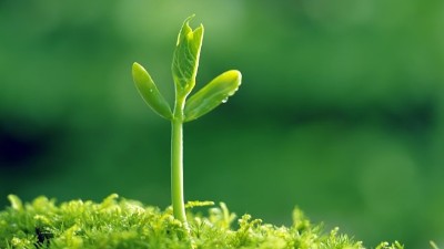 葉面施肥“三大錯”，能用對的沒幾個!