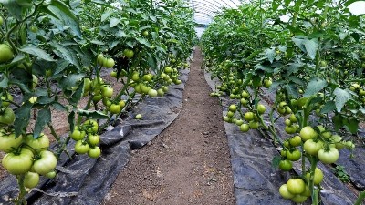 西紅柿膨果慢，萊昂水溶肥教你試試這些方法