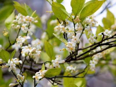 柑橘無(wú)花少花什么原因？該怎么辦？