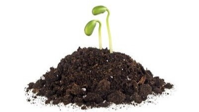 土傳病害嚴重，用生石灰就能搞定!