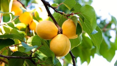 硅肥如何正確使用?對(duì)果樹(shù)有什么作用?