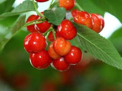 磷酸二氫鉀能和鈣肥、硼肥一起混用嗎？