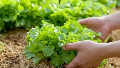 蔬菜出現(xiàn)這些癥狀，可能是缺鉀了