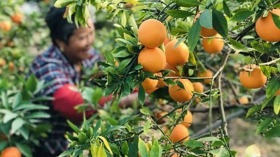 礦源黃腐酸鉀什么時候用最好，萊昂水溶肥告訴你
