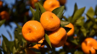 夏季柑桔管理要點(diǎn)有哪些？