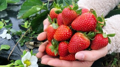 磷酸二氫鉀六個(gè)黃金搭檔你知道嗎？