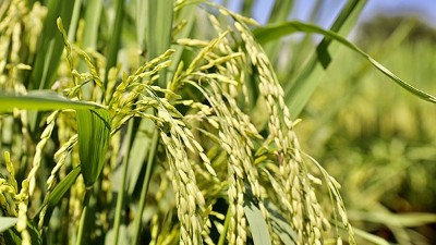 作物缺鋅有何癥狀？鋅肥對(duì)植物的作用？