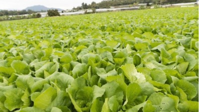 夏季蔬菜管理有技巧“七要點、三不要、三忌”
