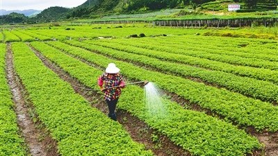 打藥時(shí)這樣就錯(cuò)了!農(nóng)藥混配門道多，切忌“一鍋燉”