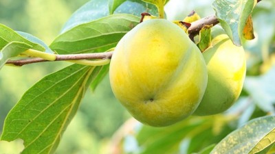 農藥使用的十個誤區(qū)要避免