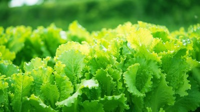蔬菜定植后，前三水如何澆？萊昂水溶肥告訴交您。