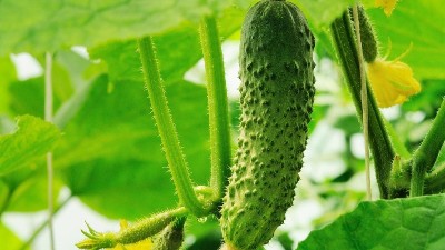 夏季種植黃瓜，這六點一定要知道！