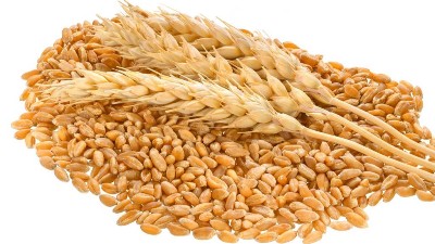 種小麥噴施三次硼肥，抗凍又增產(chǎn)