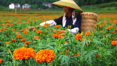 萬壽菊該如何施肥呢？萊昂水溶肥教給你