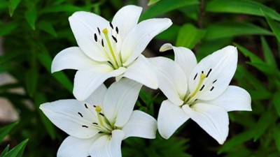 百合花延長花期的6個(gè)小妙招