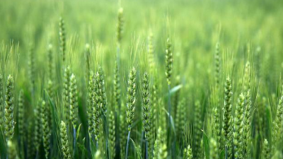使用小麥除草劑，一定記住“8不要，2必須”!
