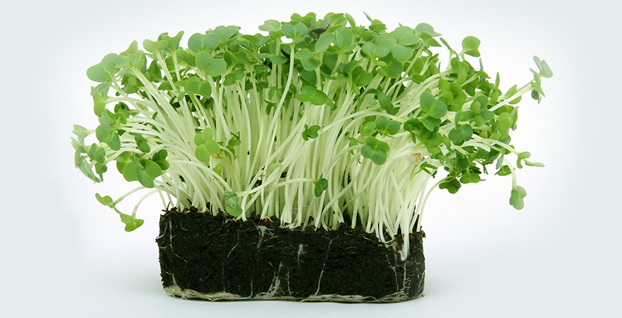 什么時(shí)候施用腐植酸水溶肥效果會(huì)更好？