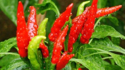 辣椒想要高產(chǎn)，合理施硼是關(guān)鍵。